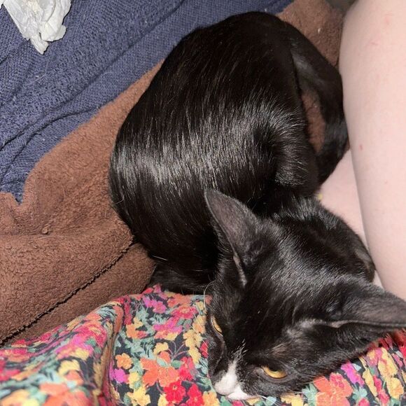 Purchases go towardsmyfoster kittens and cats as well as to catch up onmy house - Picture 7 of 10